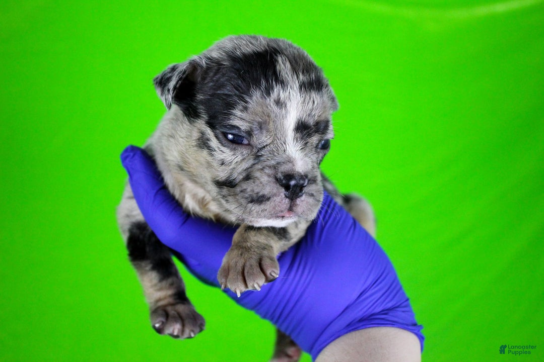 American Bully dogs for sale: Black Merle Female - Image 8