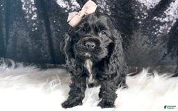 Cocker Spaniel dogs for sale: Coal - Image 4