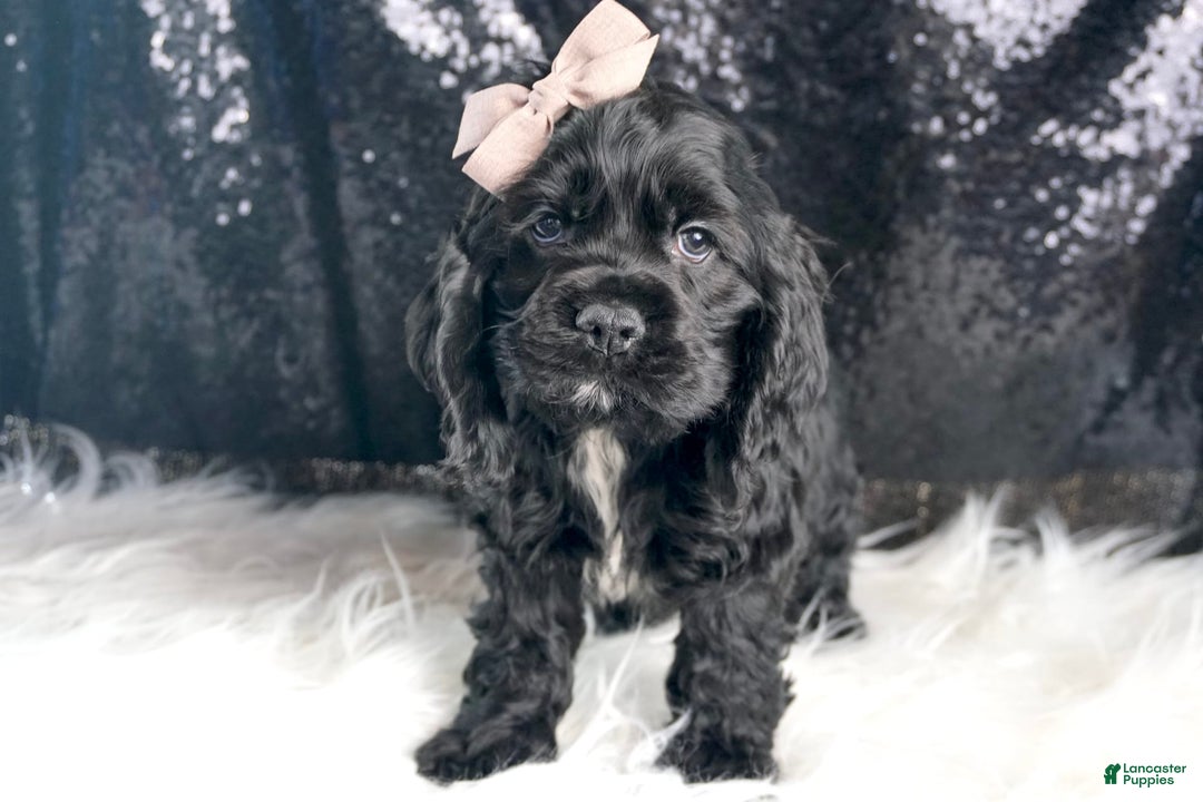Cocker Spaniel dogs for sale: Coal - Image 4