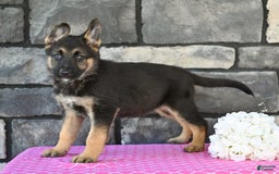 German Shepherd dogs for sale: Melody - Image 3