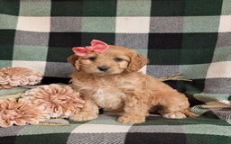 Cockapoo dogs for sale: Dorian - Image 1