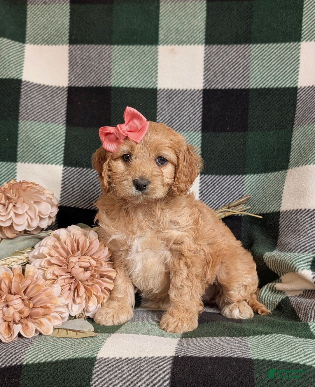 Cockapoo dogs for sale: Dorian - Image 1