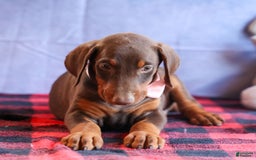 Doberman Pinscher dogs for sale: DIAMOND - Image 18