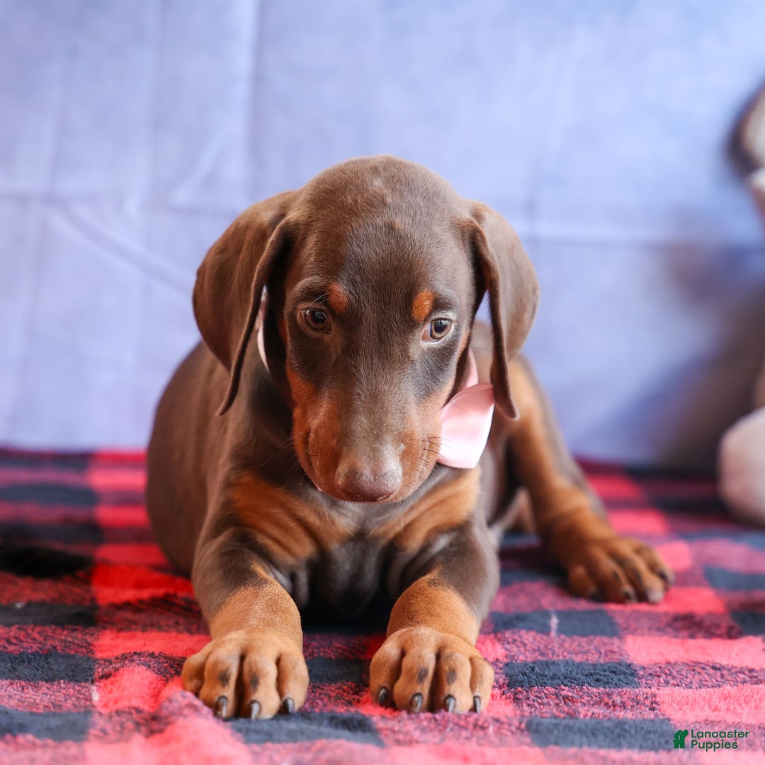 Doberman Pinscher dogs for sale: DIAMOND - Image 18