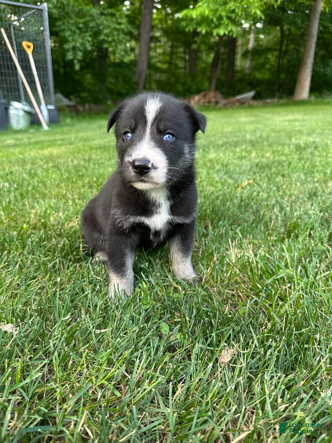 Gerberian Shepsky dogs for sale: Princess - Image 11