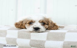 Cavapoo dogs for sale: Dakota - Image 4