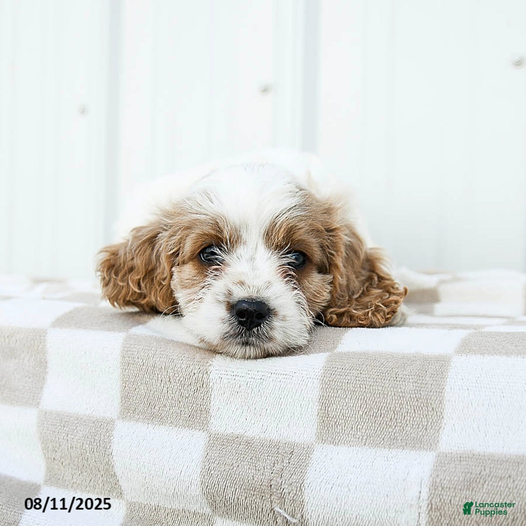 Cavapoo dogs for sale: Dakota - Image 4