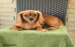 Cavapoo dogs for sale: Suzie - Image 6