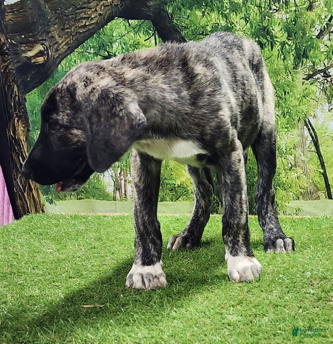 Anatolian Shepherd dogs for sale: AKC Dusty 2025 Male 1 - Image 7