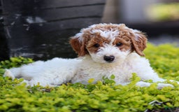 Standard Poodle dogs for sale: Reagan - Image 9