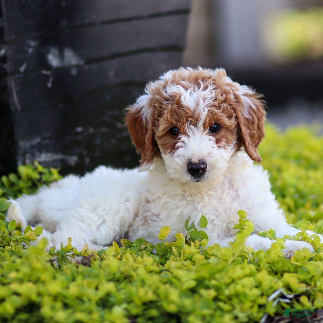 Standard Poodle dogs for sale: Reagan - Image 9
