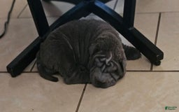 Shar Pei dogs for sale: Crunch - Image 5