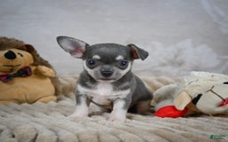 Chihuahua dogs for sale: Samuel - Image 11
