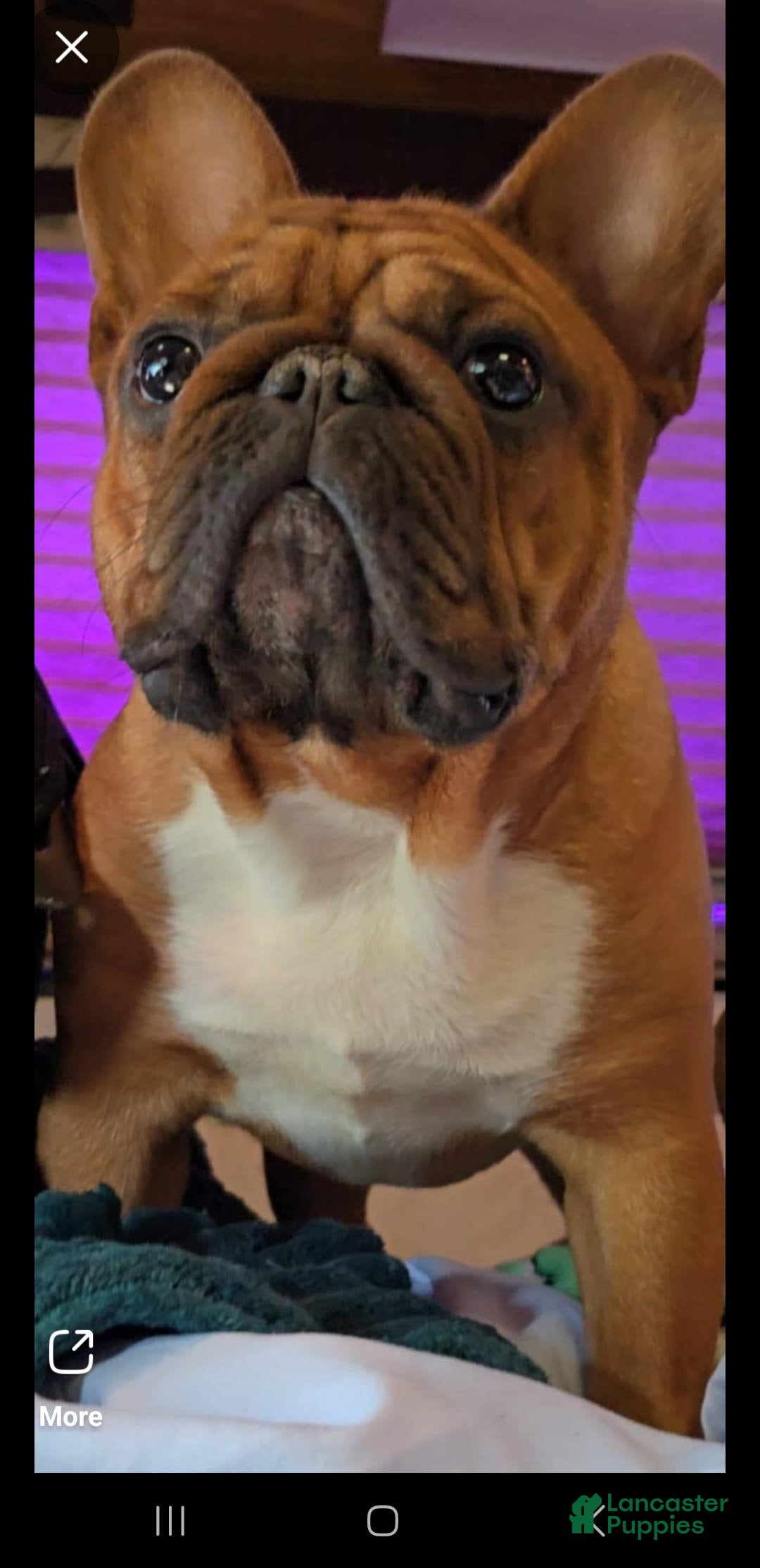 French Bulldog dogs for sale: Raider - Image 3