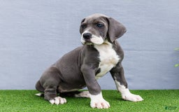 Great Dane dogs for sale: Karen - Image 12