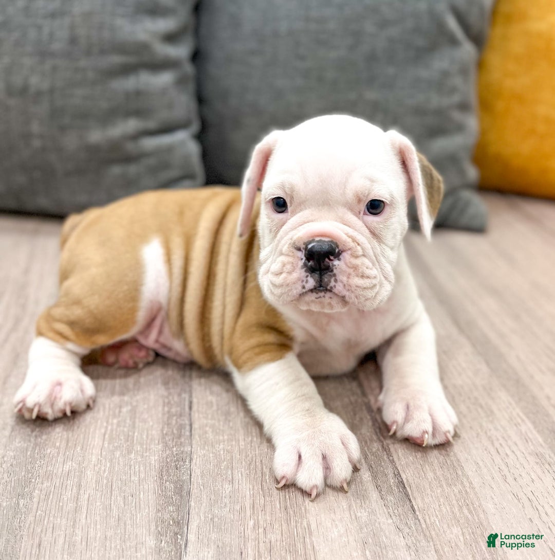 Beabull dogs for sale: Sarge - Image 3