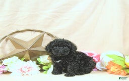 Miniature Poodle dogs for sale: Earl - Image 4