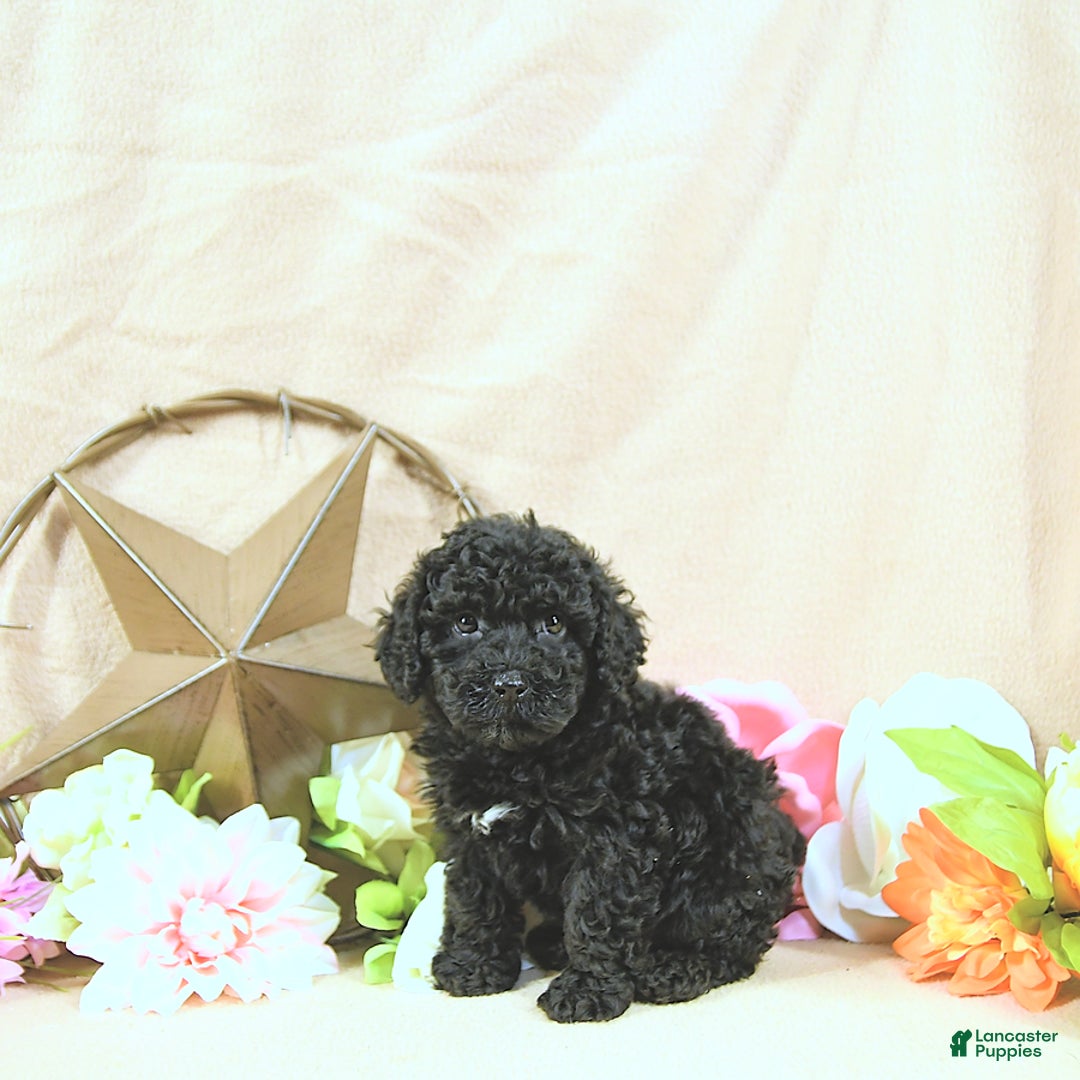 Miniature Poodle dogs for sale: Earl - Image 4