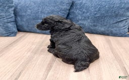 Mini Aussiedoodle dogs for sale: Shadow - Image 2