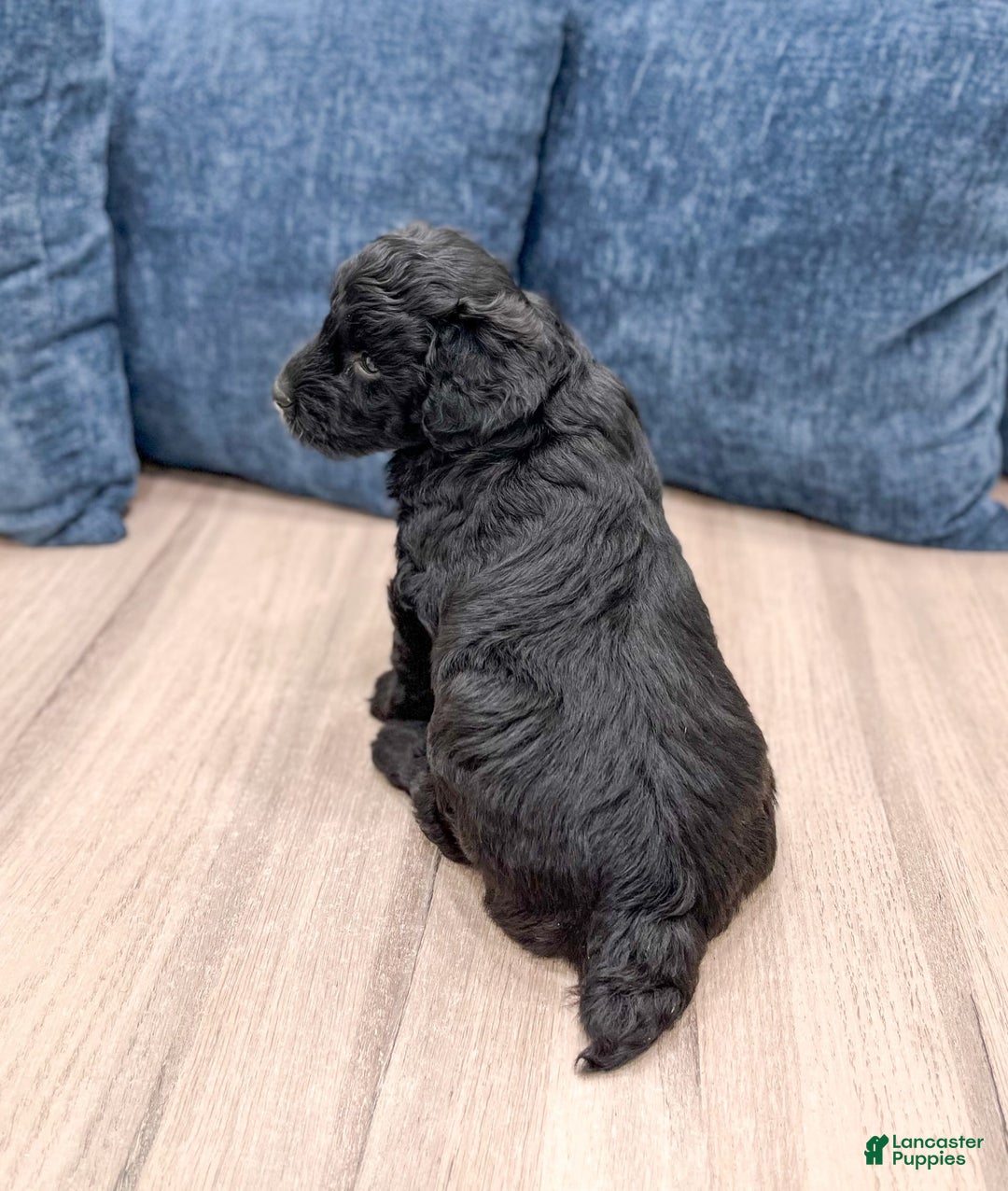 Mini Aussiedoodle dogs for sale: Shadow - Image 2
