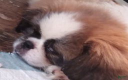 Pekingese dogs for sale: Charlie - Image 14