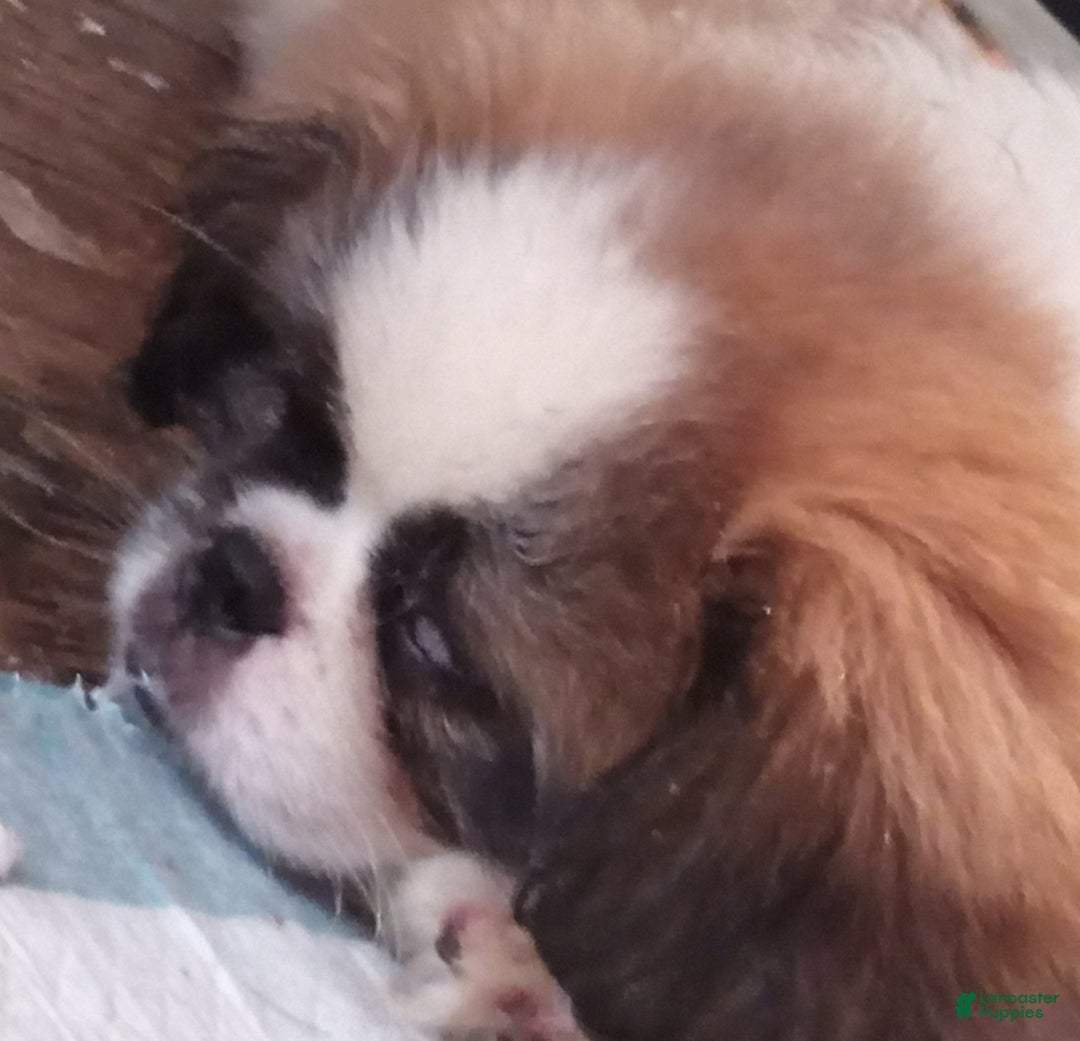 Pekingese dogs for sale: Charlie - Image 14