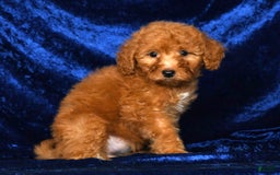 Mini Goldendoodle dogs for sale: Dolly - Image 5