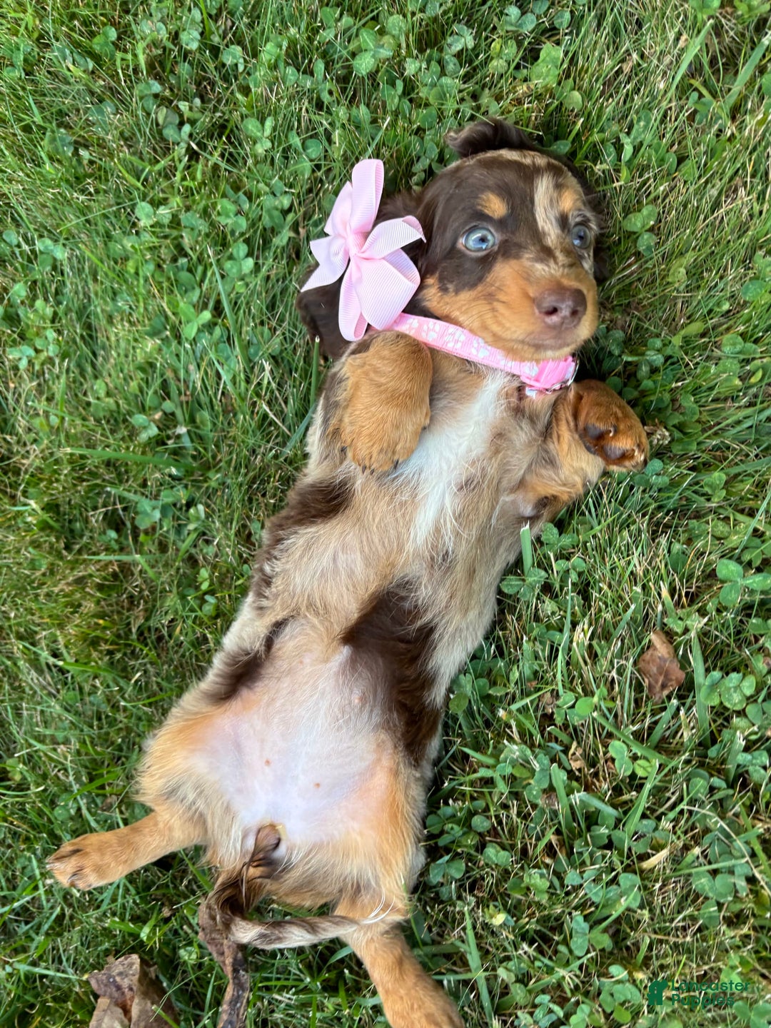 Miniature Dachshund dogs for sale: Carmel - Image 1