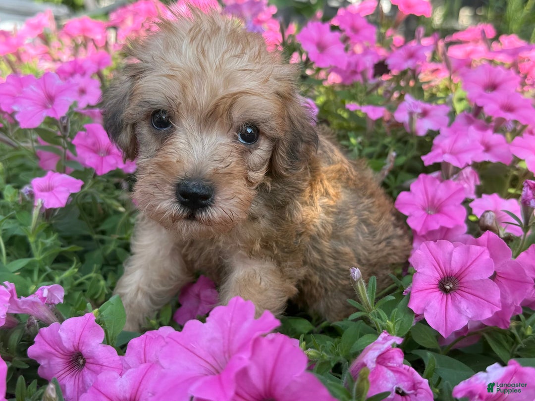 Schnoodle dogs for sale: Irene - Image 4