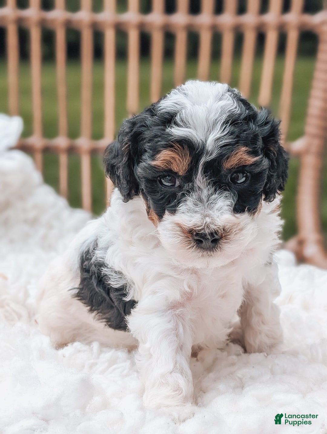 Miniature Poodle dogs for sale: Luna - Image 3