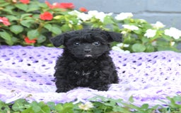 Chipoo dogs for sale: Waffles - Image 2