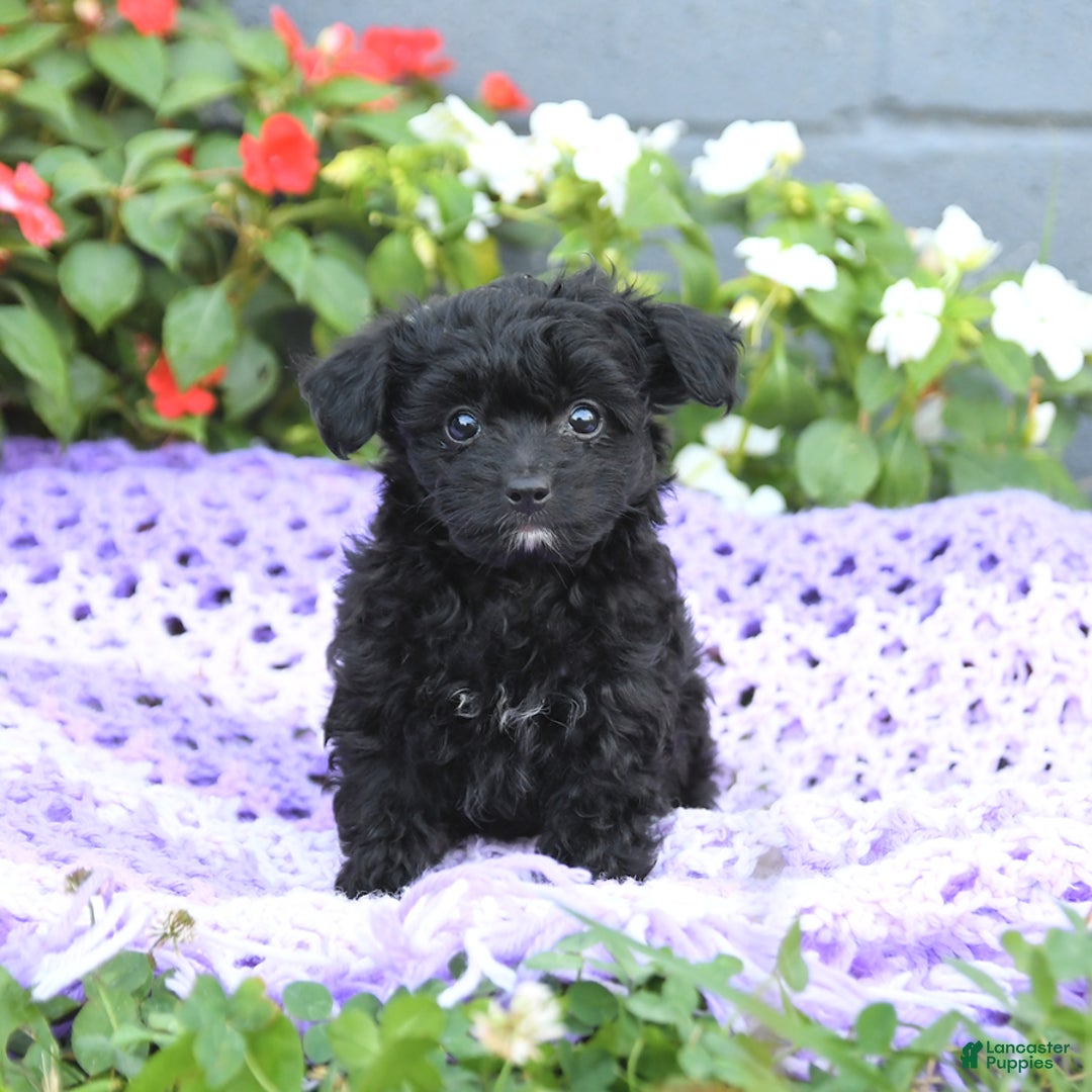 Chipoo dogs for sale: Waffles - Image 2