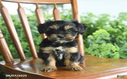 Teddy Bear dogs for sale: Zendaya - Image 3