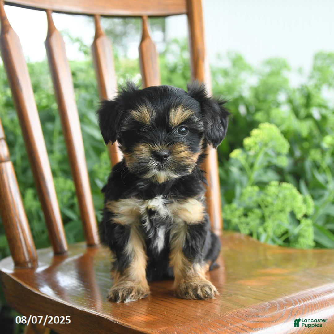 Teddy Bear dogs for sale: Zendaya - Image 3