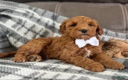 Mini Goldendoodle dogs for sale: Missy - Image 8