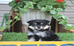 Pomeranian dogs for sale: Amber - Image 1