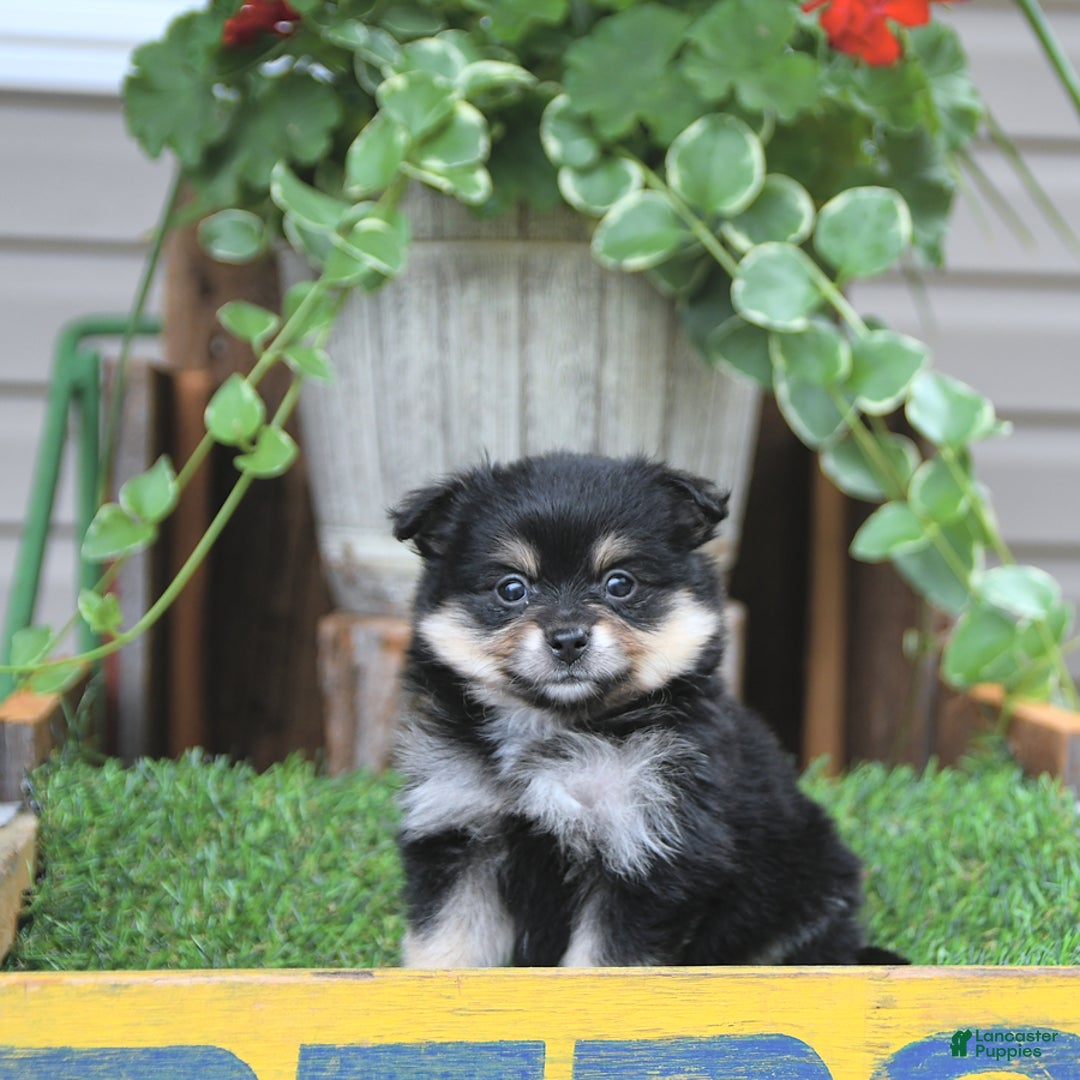 Pomeranian dogs for sale: Amber - Image 1