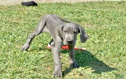 Great Dane dogs for sale: Evan - Image 2