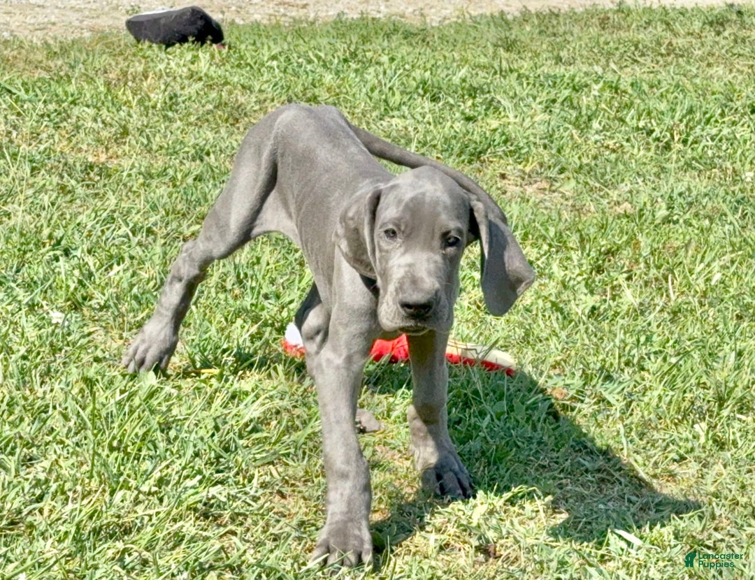 Great Dane dogs for sale: Evan - Image 2