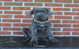 Cane Corso dogs for sale: Daisy - Image 8
