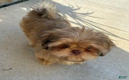 Shih Tzu dogs for sale: Brennan - Image 6