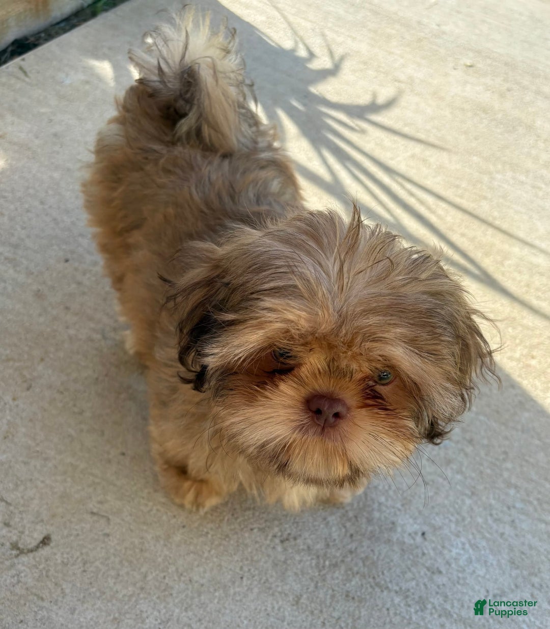 Shih Tzu dogs for sale: Brennan - Image 6