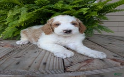 Goldendoodle dogs for sale: Ace - Image 20