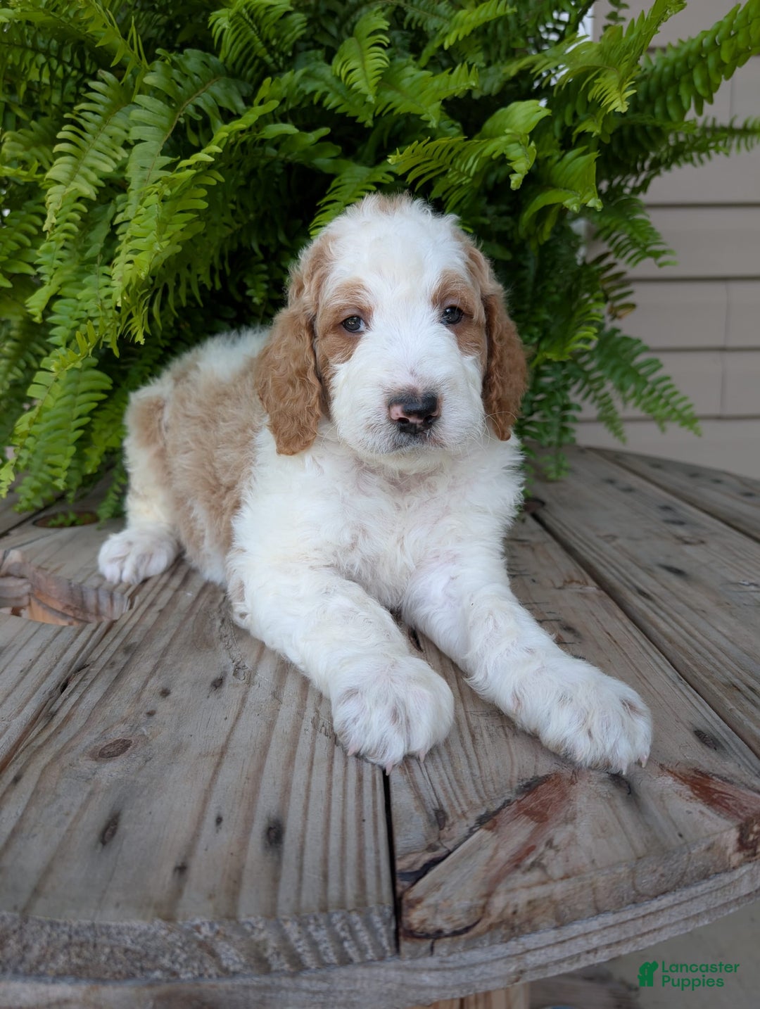 Goldendoodle dogs for sale: Ace - Image 20