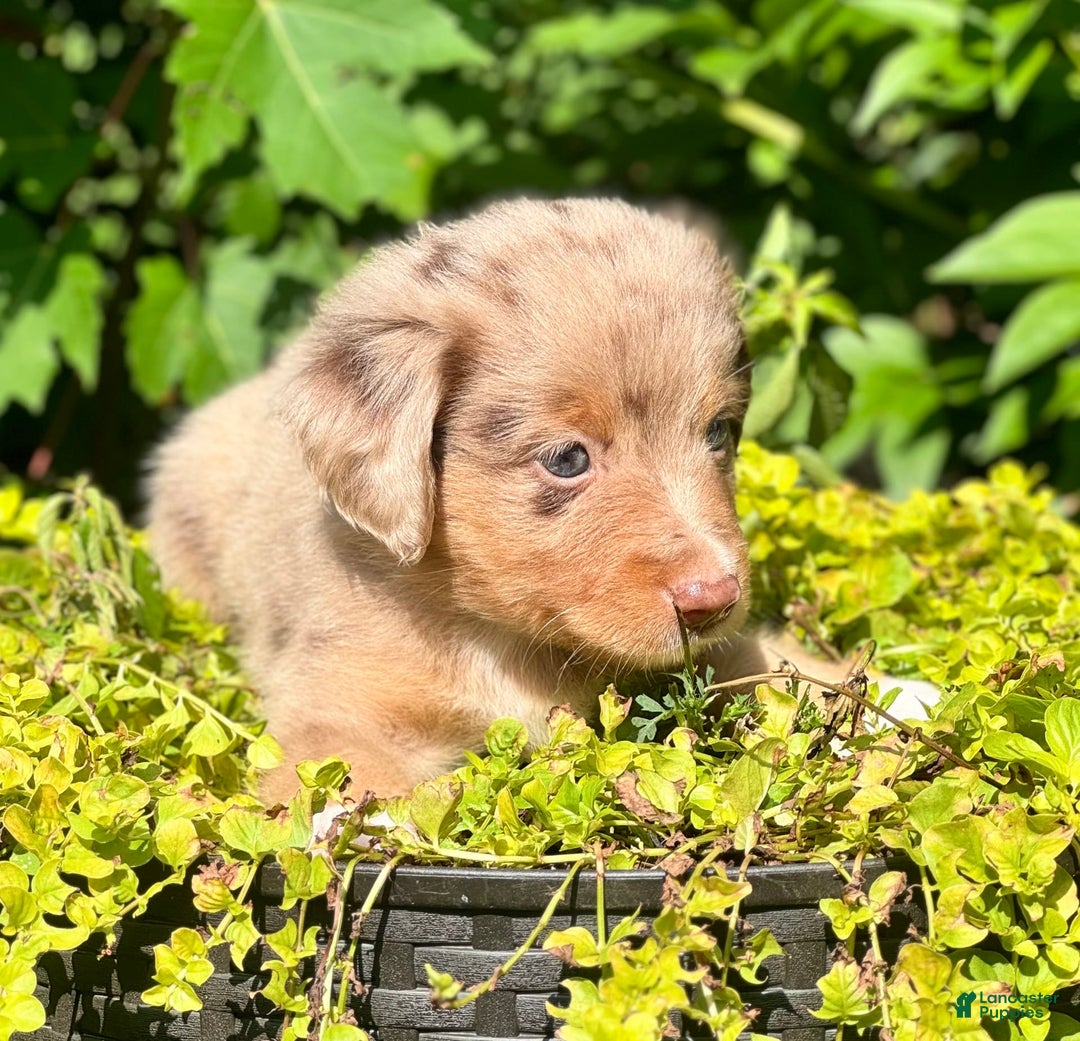 Miniature Australian Shepherd dogs for sale: Louie - Image 3
