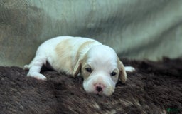 Cockapoo dogs for sale: Astrid - Image 15