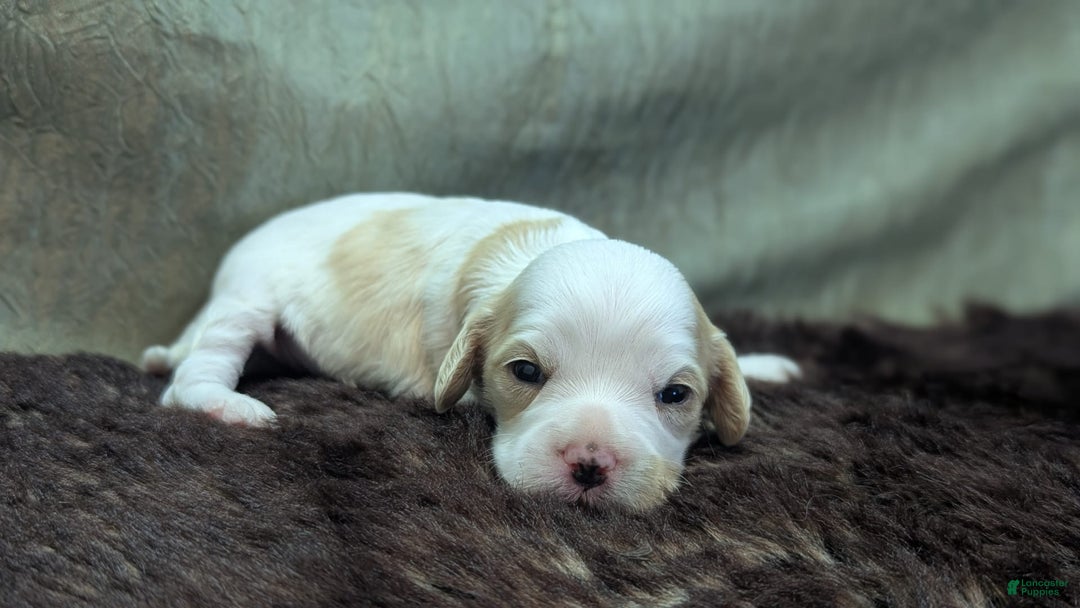 Cockapoo dogs for sale: Astrid - Image 15