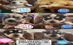 Siberian Husky dogs for sale: J5 - Image 1