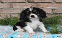 Cavalier King Charles Spaniel dogs for sale: Drew - Image 10