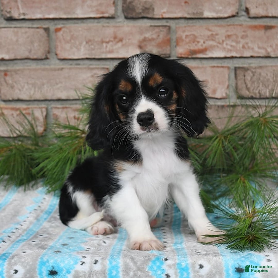 Cavalier King Charles Spaniel dogs for sale: Drew - Image 10